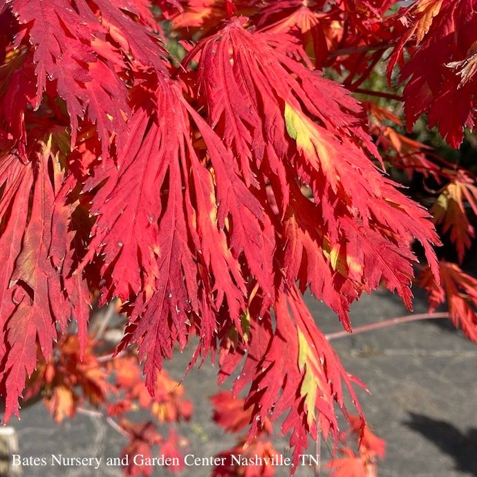 #15 BOX Acer japonica Aconitifolium/ Fernleaf Fullmoon Maple
