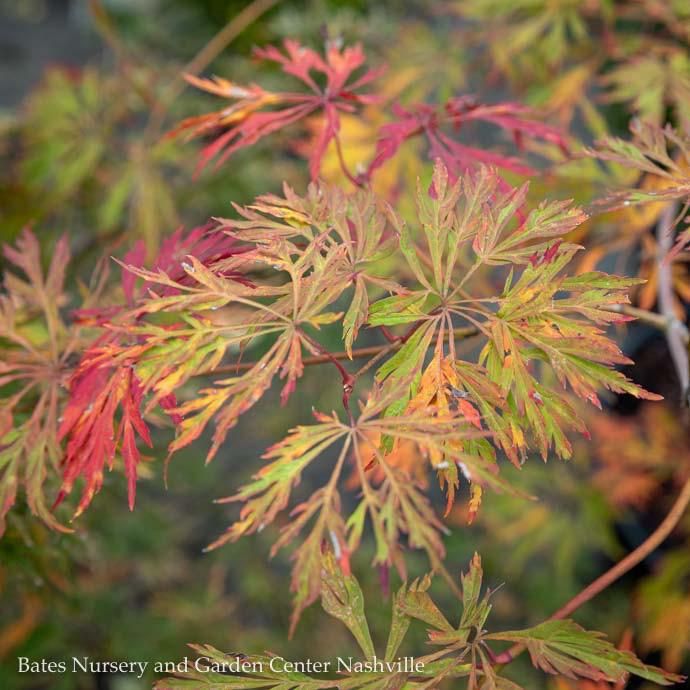 #15 BOX Acer japonica Aconitifolium/ Fernleaf Fullmoon Maple
