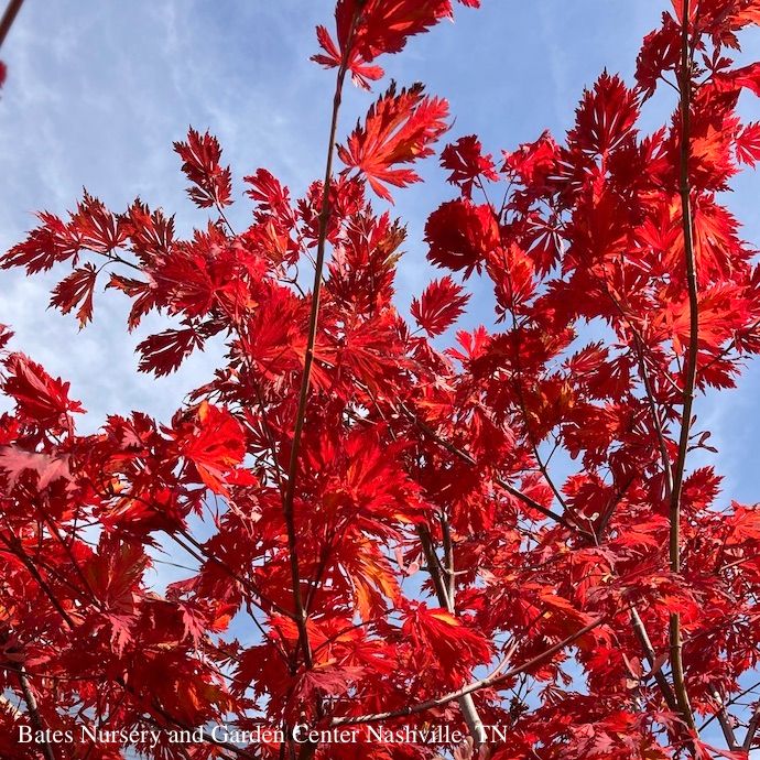 #15 BOX Acer japonica Aconitifolium/ Fernleaf Fullmoon Maple