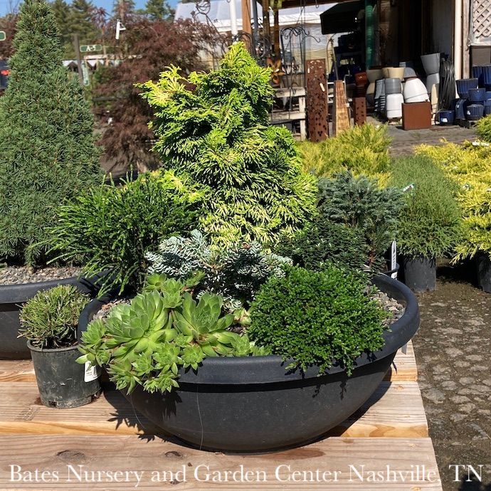 16P Iseli 'Nana Lutea' Color Bowl Patio Garden