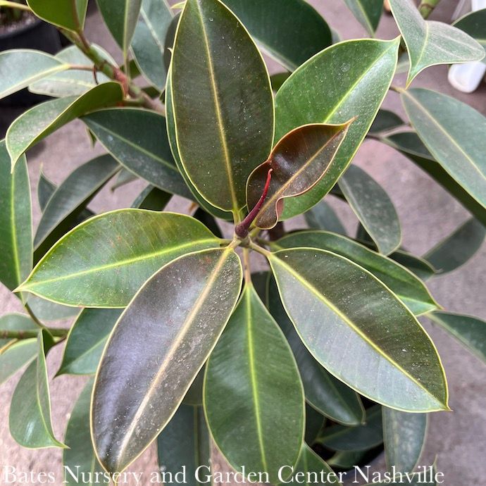 6p! Ficus Melany /RubberTree  /Tropical