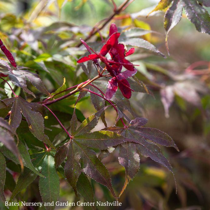 #20 Acer pal Osakazuki AKAME/ Green Upright Japanese Maple
