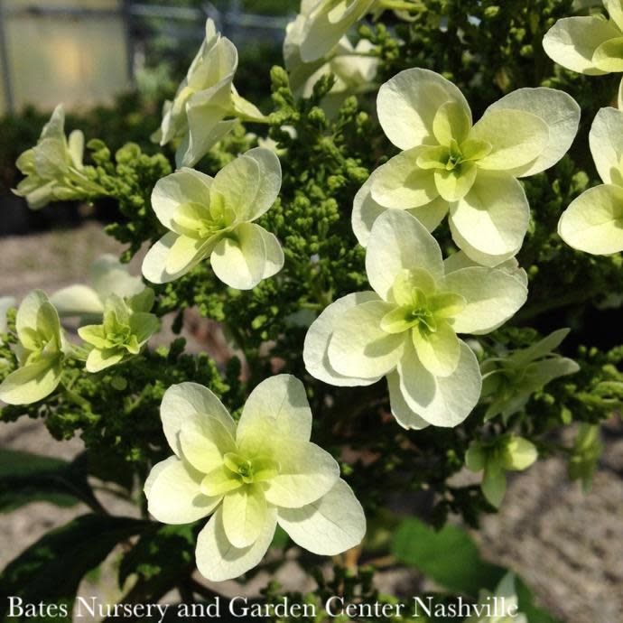 #3 Hydrangea quer Snowflake/ Oakleaf Native (TN)