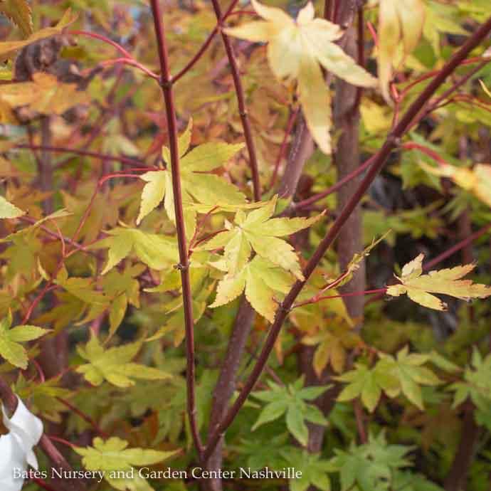 #15 Acer pal Sir Damon/ Upright Coral Bark Japanese Maple