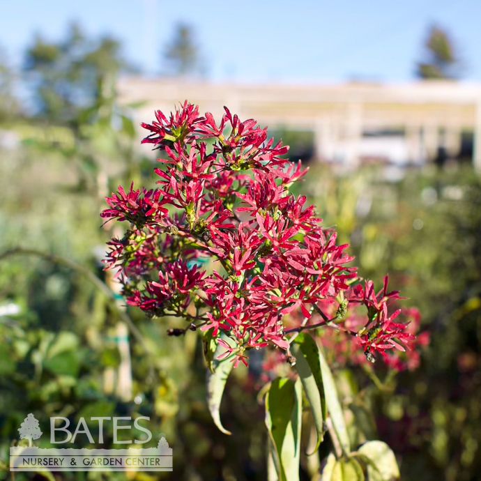#7 Heptacodium mic PW Temple of Bloom/ Seven Son Flower