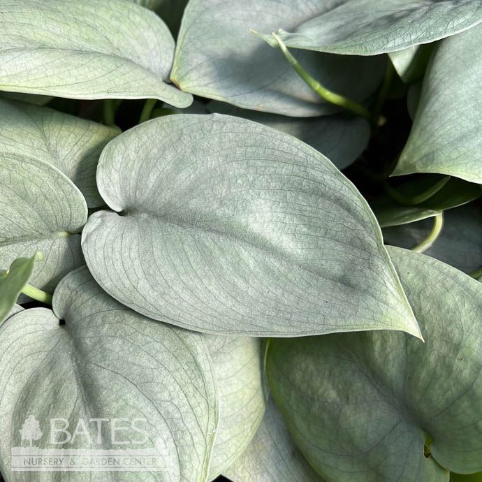 4p! Scindapsus pictus Platinum Java /Tropical
