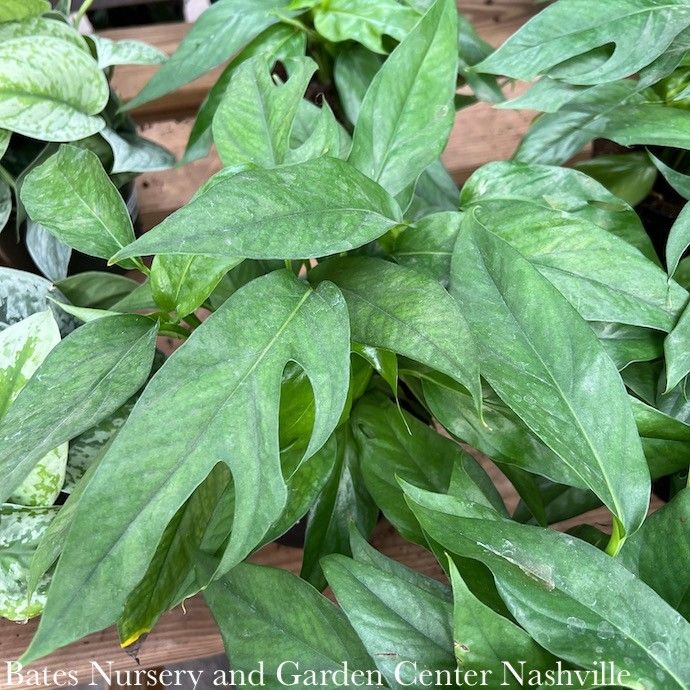 4p! Pothos Epi Baltic Blue /Devil's Ivy /Tropical