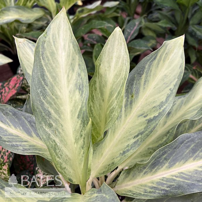 5.39p! Aglaonema Phuket / Chinese Evergreen /Tropical
