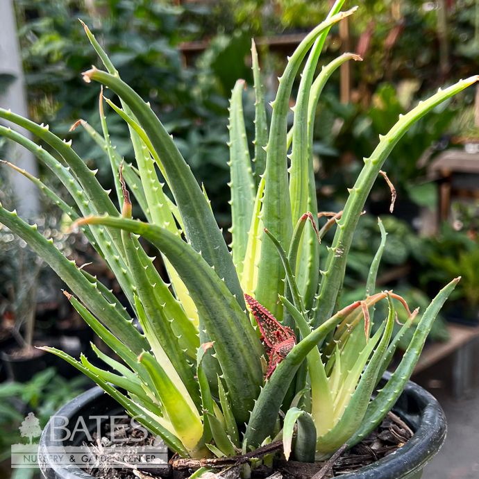 Tropical #1 Aloe Solar Flare