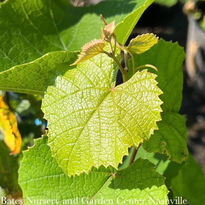 Edible #5 Vitis vinifera Flame Seedless/ Red Grape