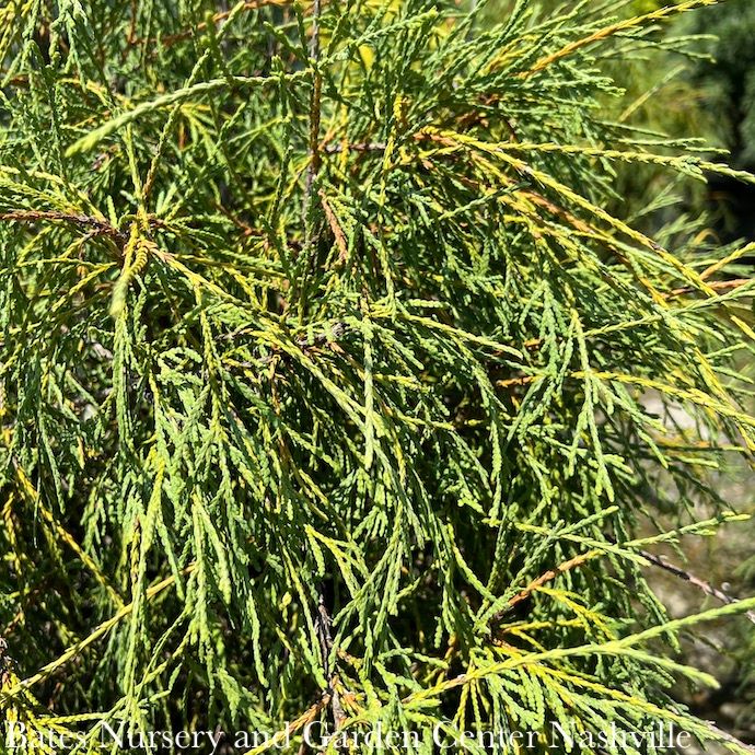 Topiary Patio Tree #5 Thuja occ Filiformis/ Weeping Threadleaf Arborvitae