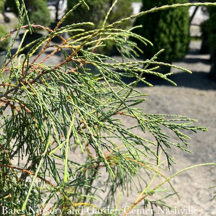 Topiary Patio Tree #5 Thuja occ Filiformis/ Weeping Threadleaf Arborvitae