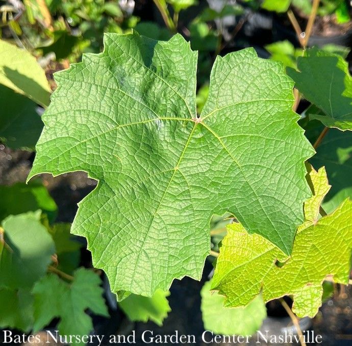 Edible #5 Vitis Thompson Seedless/ Green Grape