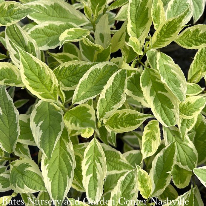 #3 Cornus alba Ivory Halo/ Variegated Tatarian Red Twig Dogwood