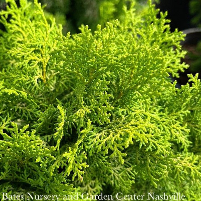 #15 Chamaecyparis obt Melody/ Dwarf Hinoki Falsecypress
