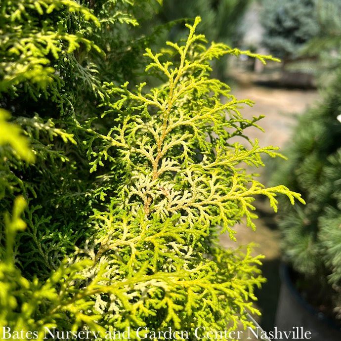 #15 Chamaecyparis obt Melody/ Dwarf Hinoki Falsecypress