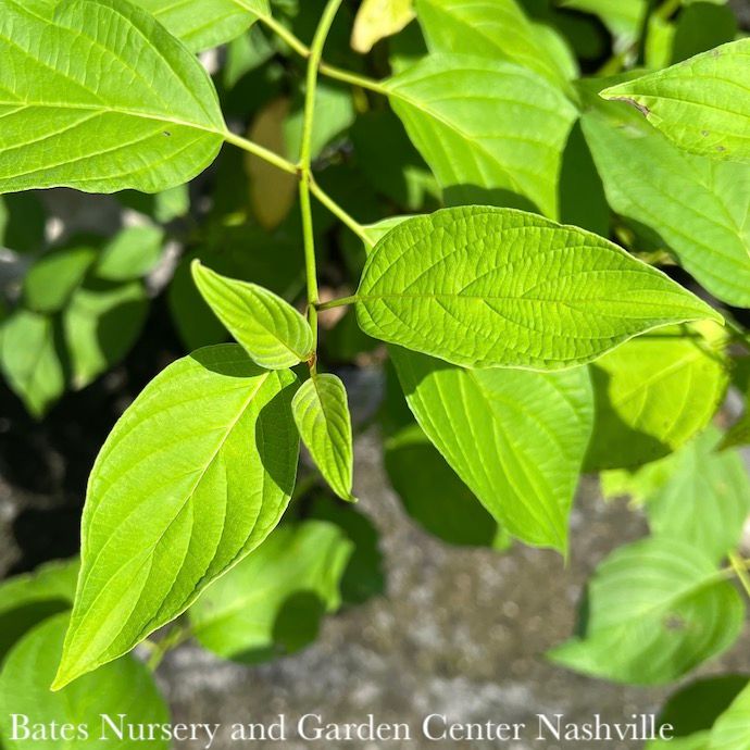 #3 Cornus sericea Flaviramea/ Yellow Twig Dogwood Native (R)