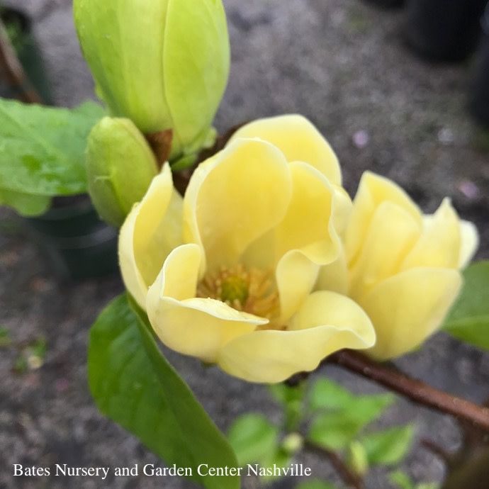 #10 Magnolia x Yellow Bird/ Deciduous