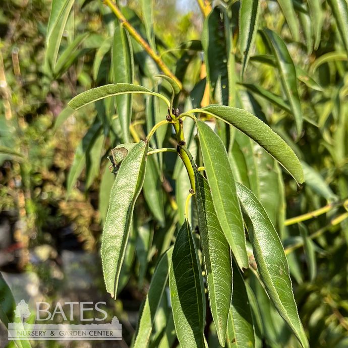 Edible #5 Prunus dulcis Hall's Hardy/ Almond