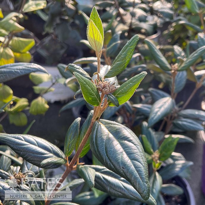 #3 Viburnum x FE PowFume/ Fragrant