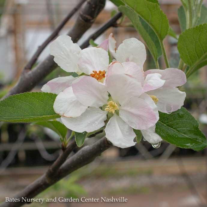 Edible #7 Malus Arkansas Black/ Semi-dwarf MidSeason Apple