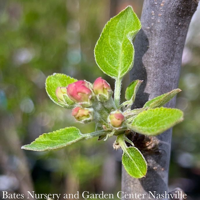 Edible #7 Malus Arkansas Black/ Semi-dwarf MidSeason Apple