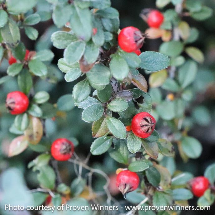 #3 Cotoneaster bux PW Silverstone