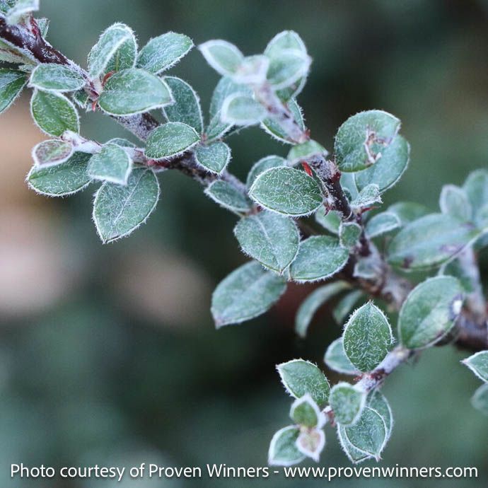 #3 Cotoneaster bux PW Silverstone