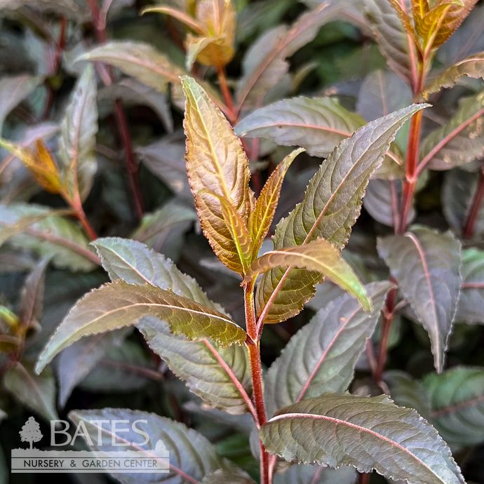 #3 Diervilla x FE Dark Mode/ Low Bush Honeysuckle Native (TN)