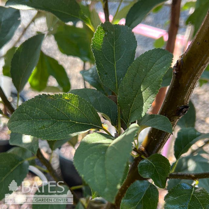 Edible #3 Malus Crimson Crisp/ Semi-dwarf Apple