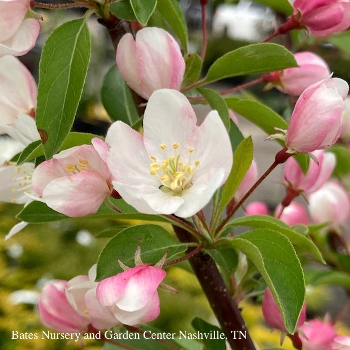 #7 Malus spp PW Sweet Sugar Tyme/ White Compact Crabapple