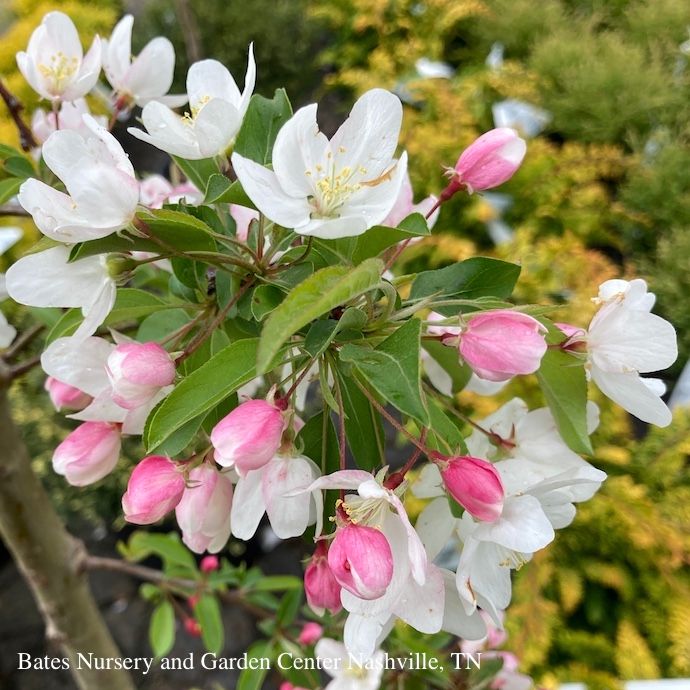 #7 Malus spp PW Sweet Sugar Tyme/ White Compact Crabapple