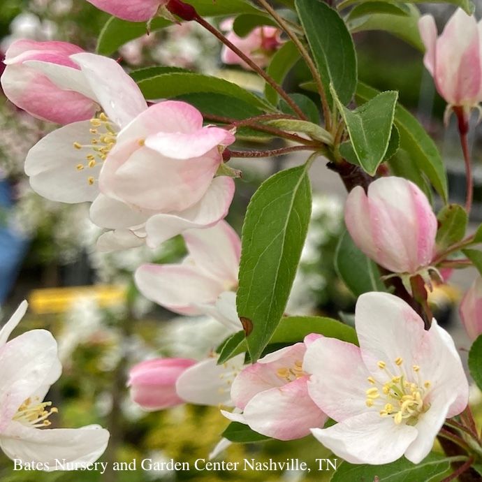 #7 Malus spp PW Sweet Sugar Tyme/ White Compact Crabapple