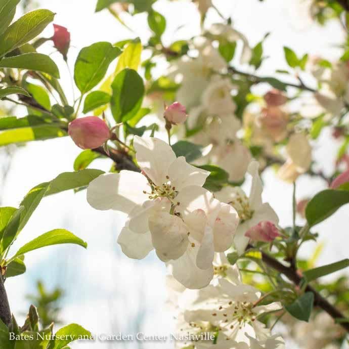 #7 Malus spp PW Sweet Sugar Tyme/ White Compact Crabapple