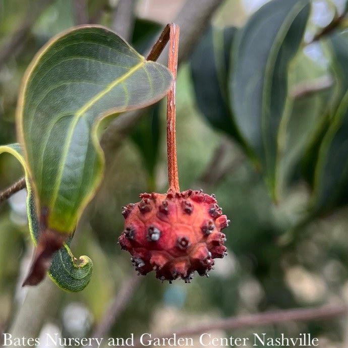 #5 Cornus kousa Greensleeves/ White Flowering Dogwood