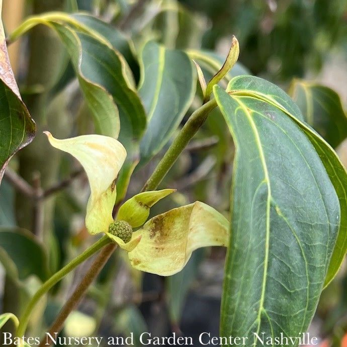 #5 Cornus kousa Greensleeves/ White Flowering Dogwood