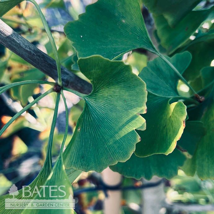 #15 Ginkgo bil Gold Spire/ Columnar Maidenhair Tree (Male)