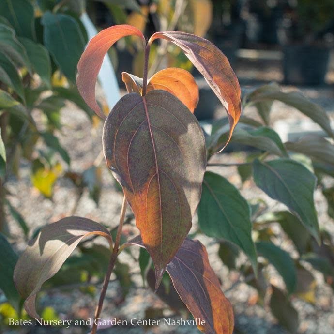 #15 Cornus florida Cherokee Brave/ Flowering Red Dogwood Native (TN)