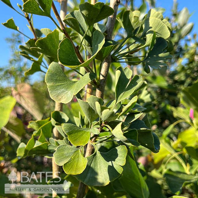 #7 Ginkgo bil Presidential Gold/ Maidenhair Tree (Male)