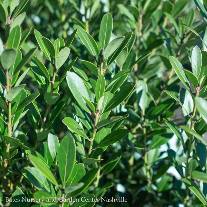 #3 Ilex glabra PW Strongbox/ Inkberry Holly (female) Native (R)