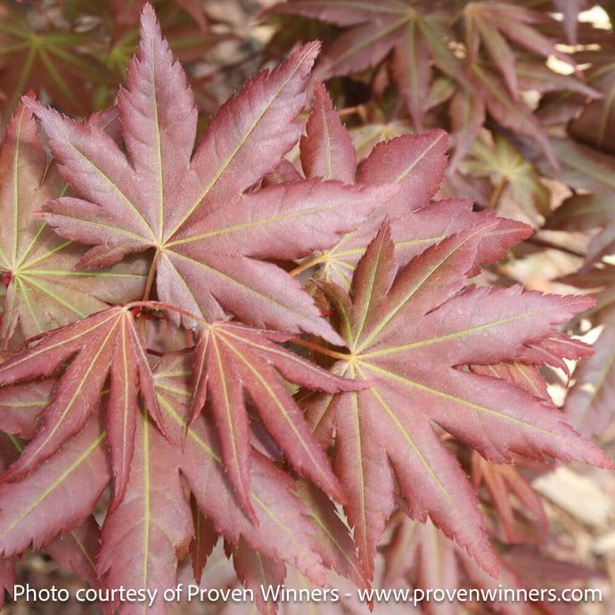 #3 Acer pal Hot Chana/ Upright Japanese Maple