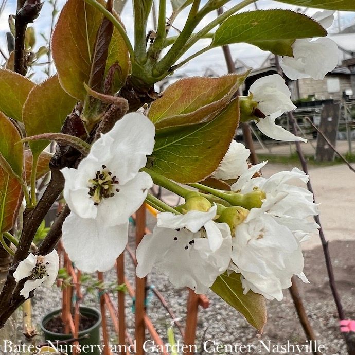 Edible #5 Pyrus pyr 20th Century/ Semi-dwarf Asian Pear
