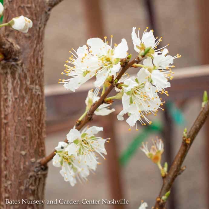 Edible #15 Prunus Santa Rosa/ Self-fertile Semi-dwarf Plum