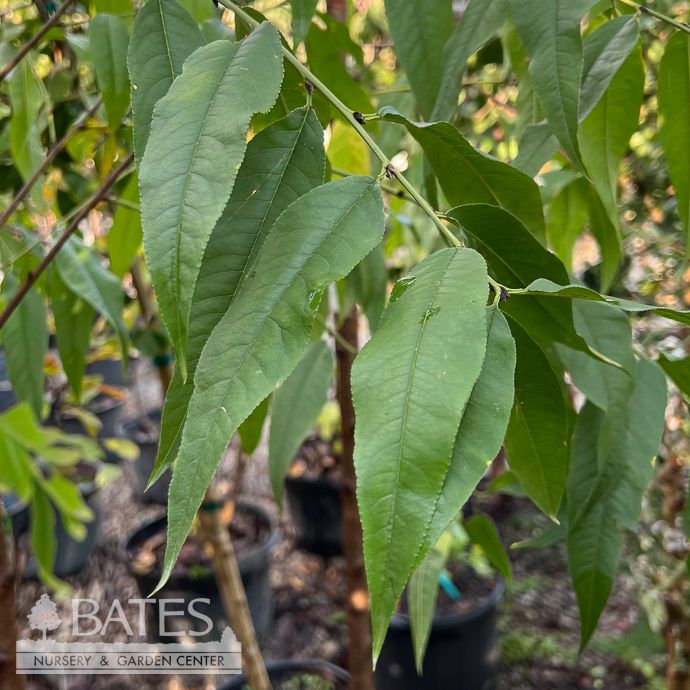 #7 Prunus persica Peppermint/ Double Flowering Peach