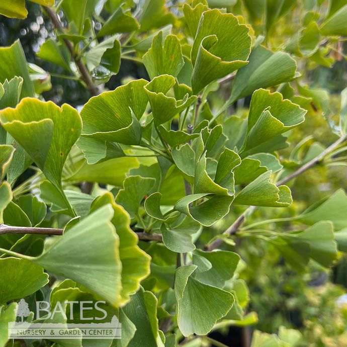 #7 Ginkgo bil Gold Spire/ Columnar Maidenhair Tree (Male)