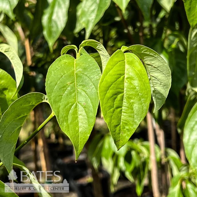 #15 Cornus florida White/ Flowering Dogwood Native (TN)