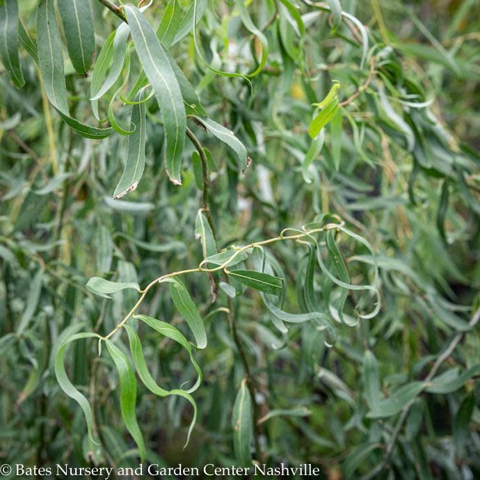 #7 Salix matsudana Tortuosa/ Dragon Red, Corkscrew Willow