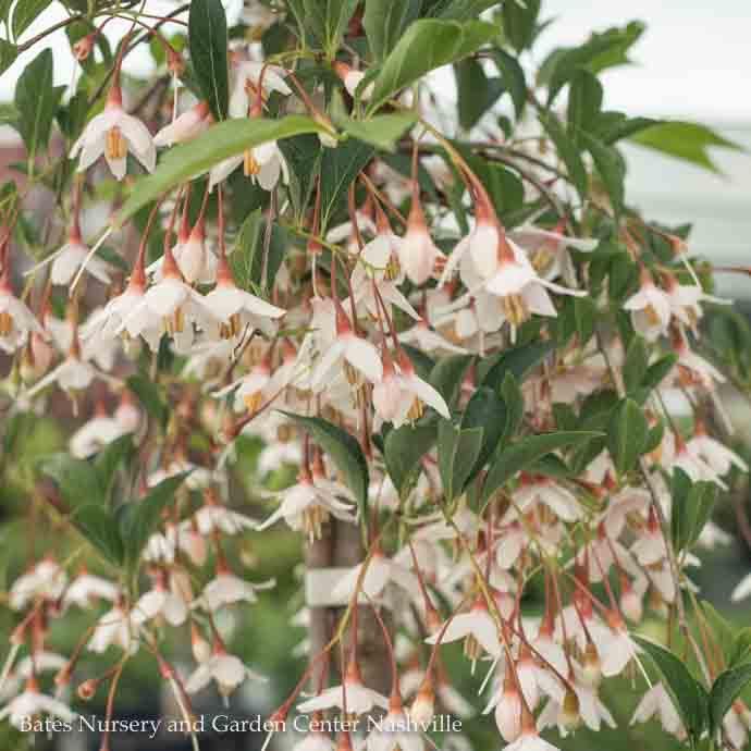#3 Styrax japonicus Marley's Pink/ Dwarf Weeping Japanese Snowbell