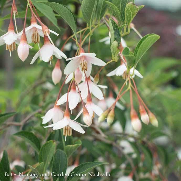 #3 Styrax japonicus Marley's Pink/ Dwarf Weeping Japanese Snowbell