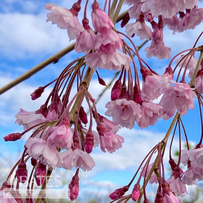 #7 Prunus sub Pendula/ Pink Weeping Higan Flowering Cherry